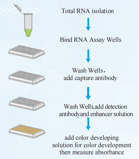 m6A RNA Methylation Quantification Kit(Colorimetric)(图3)