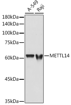 METTL14 Rabbit pAb(图1)