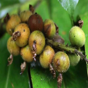 草豆蔻外囊泡