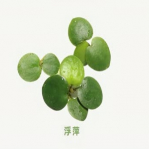 浮萍外囊泡