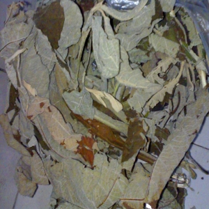 广东紫珠外囊泡