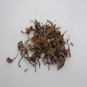 筋骨草外囊泡