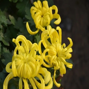 菊花外囊泡