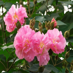木芙蓉叶外囊泡