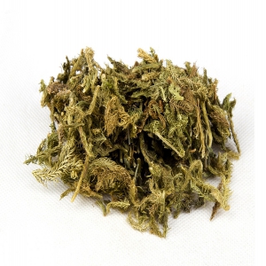 伸筋草外囊泡