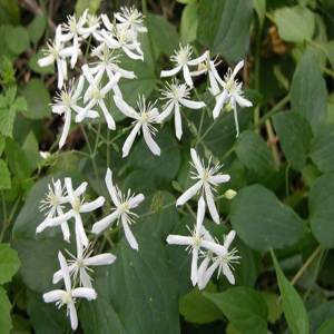 威灵仙外囊泡
