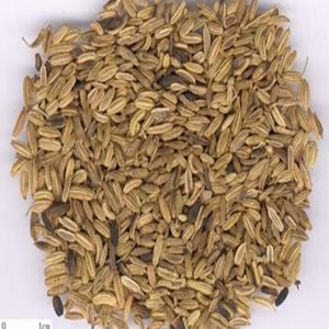小茴香外囊泡