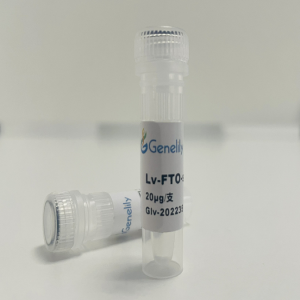 人源 FTO 下调慢病毒质粒
