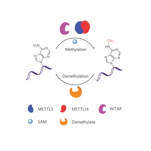 总RNA/mRNA m6A/ac4C定量检测（Dot Blot法）