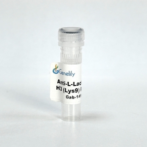 Anti-L-Lactyl-Histone H3 (Lys9) Rabbit mAb