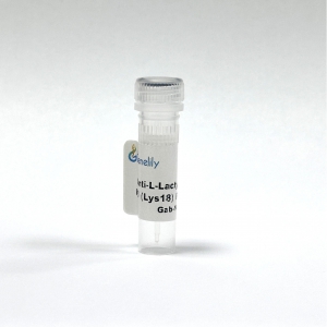 Anti-L-Lactyl-Histone H3 (Lys18) Rabbit mAb