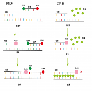 实时荧光定量PCR（qPCR）