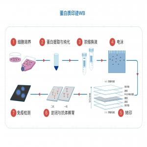 蛋白质印迹法（Western blot）