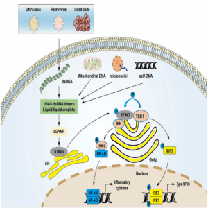 脂质纳米粒：递送STING-mRNA-LNP有望成为新的抗癌治疗方法！