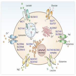 双硫死亡-二硫化物应激介导的新型细胞死亡方式