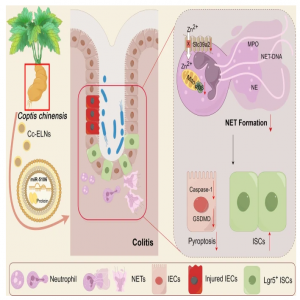 研究表明 | 黄连细胞外囊泡样纳米颗粒（Cc-ELN）能显著缓解结肠炎